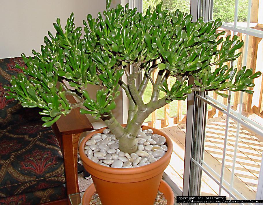 راهنمای نگهداری و پرورش گیاهان آپارتمانی - کراسولا اواتا